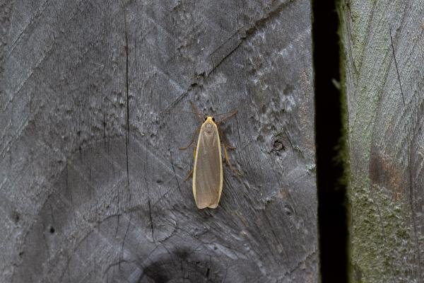 Common Footman (Eilema lurideola), adult. Framwellgate Moor, 02-08-2019. Copyright Christopher Blakey. Common Footman (Eilema lurideola), adult. Framwellgate Moor, 02-08-2019. Copyright Christopher Blakey.