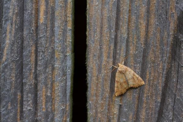 Dun-bar (Cosmia trapezina), adult. Framwellgate Moor, 02-08-2019. Copyright Christopher Blakey. Dun-bar (Cosmia trapezina), adult. Framwellgate Moor, 02-08-2019. Copyright Christopher Blakey.