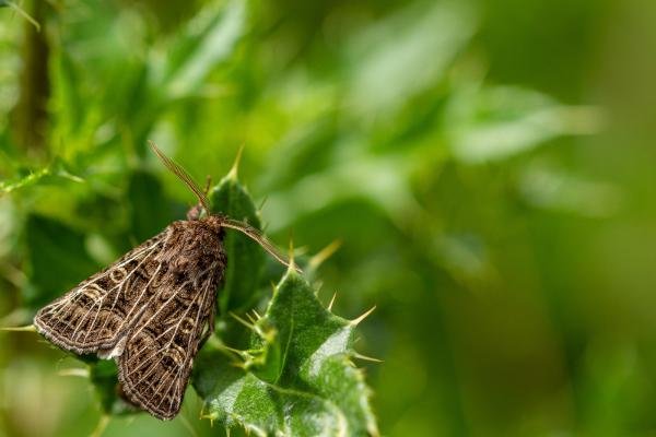 Feathered Gothic (Tholera decimalis), adult. Eastgate, 20-08-2019. Copyright Christopher Blakey. Feathered Gothic (Tholera decimalis), adult. Eastgate, 20-08-2019. Copyright Christopher Blakey.