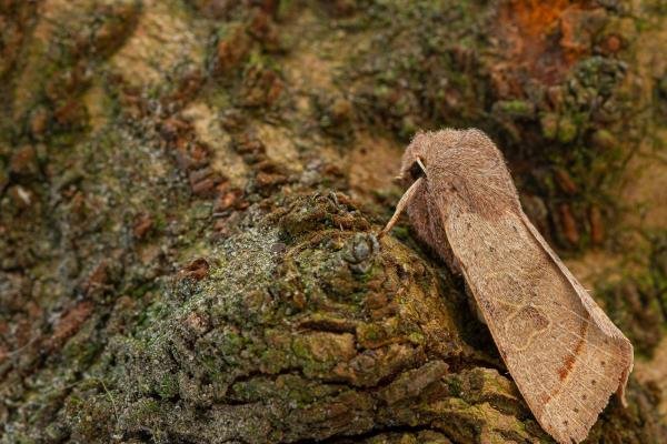 Common Quaker (Orthosia cerasi), adult. Framwellgate Moor, 14-03-2020. Copyright Christopher Blakey. Common Quaker (Orthosia cerasi), adult. Framwellgate Moor, 14-03-2020. Copyright Christopher Blakey.