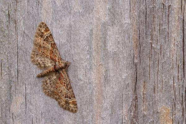 Double-striped Pug (Gymnoscelis rufifasciata), adult. Framwellgate Moor, 11-04-2020. Copyright Christopher Blakey.
