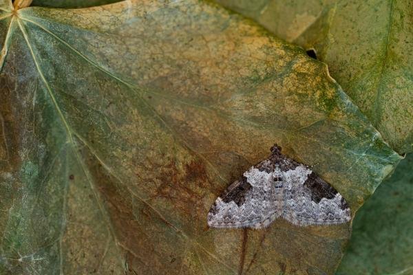 Garden Carpet (Xanthorhoe fluctuata), adult. Framwellgate Moor, 19-04-2020. Copyright Christopher Blakey.