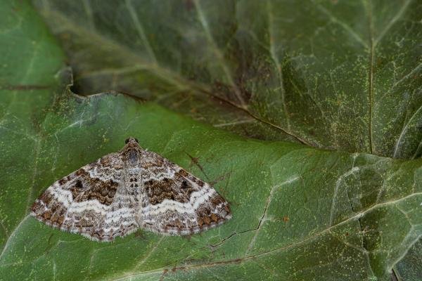 Common Carpet (Epirrhoe alternata), adult. Framwellgate Moor, 19-05-2020. Copyright Christopher Blakey.
