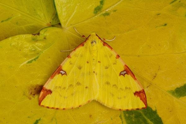 Brimstone Moth (Opisthograptis luteolata), adult. Framwellgate Moor, 21-05-2020. Copyright Christopher Blakey. Brimstone Moth (Opisthograptis luteolata), adult. Framwellgate Moor, 21-05-2020. Copyright Christopher Blakey.