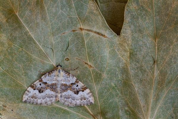 Silver-ground Carpet (Xanthorhoe montanata), adult. Framwellgate Moor, 29-05-2020. Copyright Christopher Blakey.