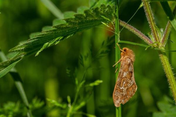 Map-winged Swift (Korscheltellus fusconebulosa), adult. Cater House Colliery, 14-06-2020. Copyright Christopher Blakey.