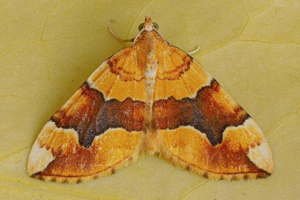 Barred Yellow (Cidaria fulvata), adult. Framwellgate Moor, 17-06-2020. Copyright Christopher Blakey. Barred Yellow (Cidaria fulvata), adult. Framwellgate Moor, 17-06-2020. Copyright Christopher Blakey.