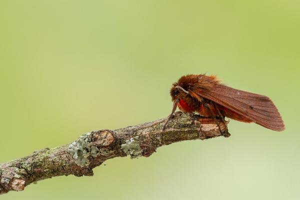 Ruby Tiger (Phragmatobia fuliginosa), adult. Framwellgate Moor, 21-06-2020. Copyright Christopher Blakey.