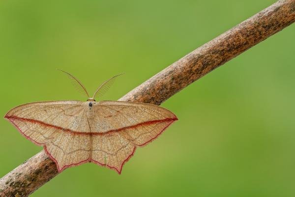 Blood-Vein (Timandra comae), adult. Framwellgate Moor, 23-06-2020. Copyright Christopher Blakey. Blood-Vein (Timandra comae), adult. Framwellgate Moor, 23-06-2020. Copyright Christopher Blakey.