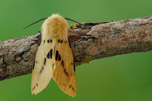 Buff Ermine (Spilosoma lutea), adult. Framwellgate Moor, 25-06-2020. Copyright Christopher Blakey. Buff Ermine (Spilosoma lutea), adult. Framwellgate Moor, 25-06-2020. Copyright Christopher Blakey.