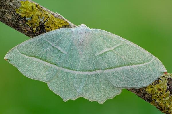 Light Emerald (Campaea margaritaria), adult. Framwellgate Moor, 25-06-2020. Copyright Christopher Blakey. Light Emerald (Campaea margaritaria), adult. Framwellgate Moor, 25-06-2020. Copyright Christopher Blakey.