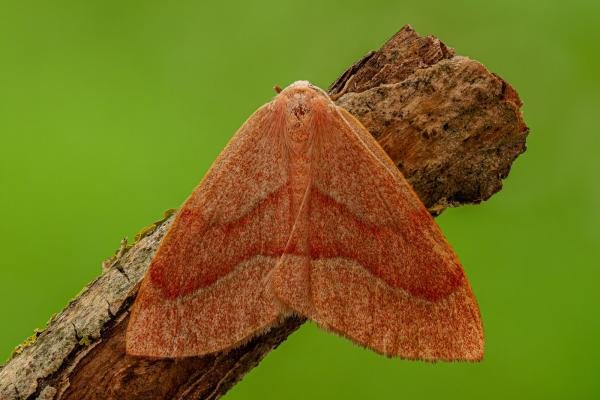Barred Red (Hylaea fasciaria), adult. Framwellgate Moor, 27-06-2020. Copyright Christopher Blakey. Barred Red (Hylaea fasciaria), adult. Framwellgate Moor, 27-06-2020. Copyright Christopher Blakey.