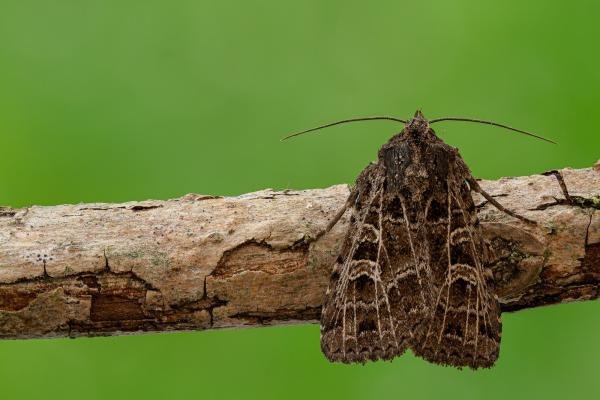 Gothic (Naenia typica), adult. Framwellgate Moor, 03-07-2020. Copyright Christopher Blakey. Gothic (Naenia typica), adult. Framwellgate Moor, 03-07-2020. Copyright Christopher Blakey.