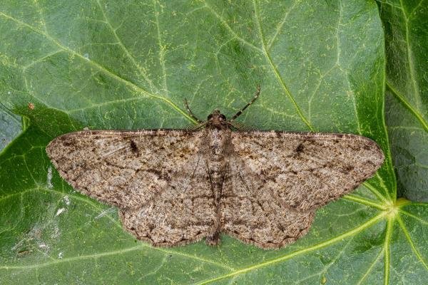 Willow Beauty (Peribatodes rhomboidaria), adult. Framwellgate Moor, 12-07-2020. Copyright Christopher Blakey. Willow Beauty (Peribatodes rhomboidaria), adult. Framwellgate Moor, 12-07-2020. Copyright Christopher Blakey.