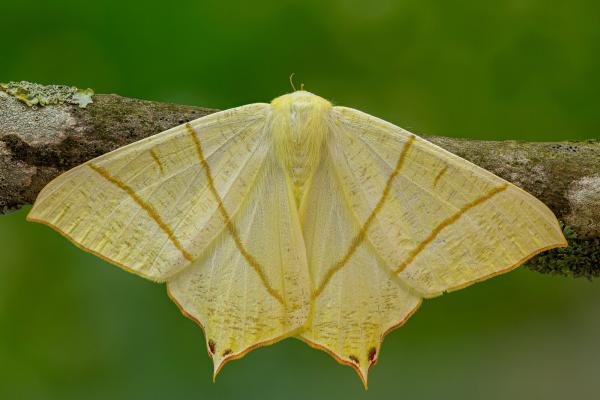 Swallow-tailed Moth (Ourapteryx sambucaria), adult. Framwellgate Moor, 13-07-2020. Copyright Christopher Blakey. Swallow-tailed Moth (Ourapteryx sambucaria), adult. Framwellgate Moor, 13-07-2020. Copyright Christopher Blakey.
