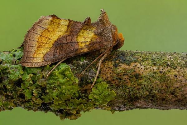 Burnished Brass (Diachrysia chrysitis), adult. Framwellgate Moor, 18-07-2020. Copyright Christopher Blakey. Burnished Brass (Diachrysia chrysitis), adult. Framwellgate Moor, 18-07-2020. Copyright Christopher Blakey.
