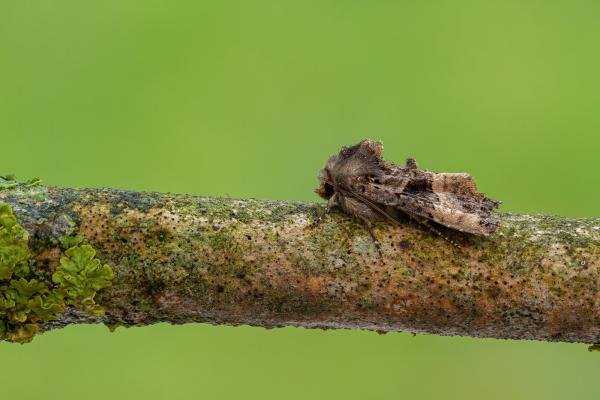 Small Angle Shades (Euplexia lucipara), adult. Framwellgate Moor, 18-07-2020. Copyright Christopher Blakey. Small Angle Shades (Euplexia lucipara), adult. Framwellgate Moor, 18-07-2020. Copyright Christopher Blakey.