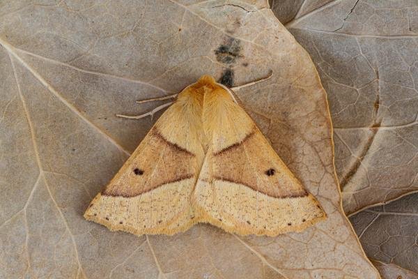 Scalloped Oak (Crocallis elinguaria), adult. Framwellgate Moor, 24-07-2020. Copyright Christopher Blakey. Scalloped Oak (Crocallis elinguaria), adult. Framwellgate Moor, 24-07-2020. Copyright Christopher Blakey.