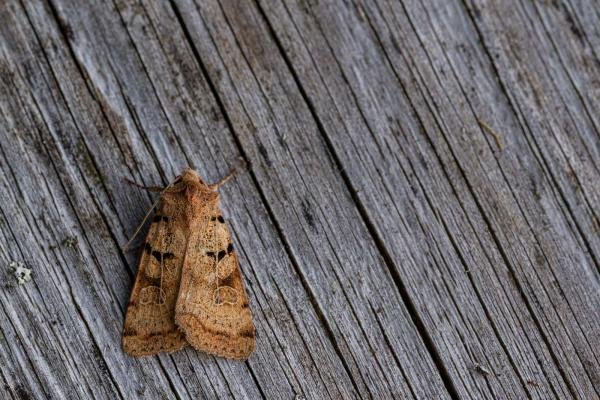 Plain Clay (Eugnorisma depuncta), adult. Taken outside Durham (East Inverness-shire), 26-07-2020. Copyright Christopher Blakey.
