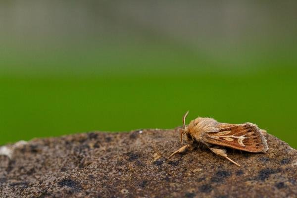 Antler Moth (Cerapteryx graminis), adult. Taken outside Durham (East Inverness-shire), 28-07-2020. Copyright Christopher Blakey.