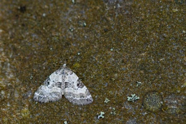 Pretty Pinion (Perizoma blandiata), adult. Taken outside Durham (East Inverness-shire), 31-07-2020. Copyright Christopher Blakey. Pretty Pinion (Perizoma blandiata), adult. Taken outside Durham (East Inverness-shire), 31-07-2020. Copyright Christopher Blakey.
