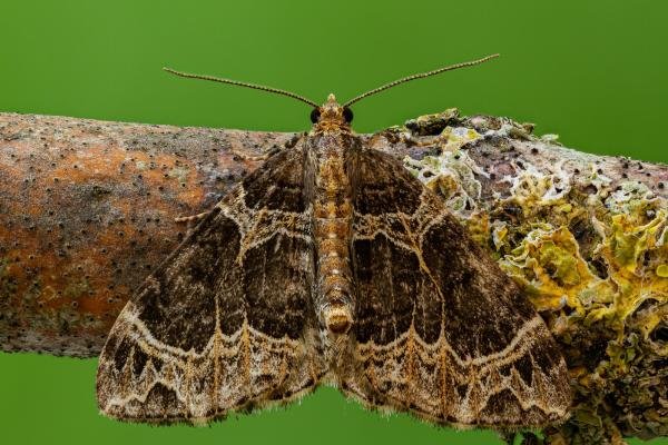 Small Phoenix (Ecliptopera silaceata), adult. Framwellgate Moor, 11-08-2020. Copyright Christopher Blakey.
