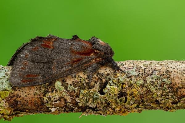 Iron Prominent (Notodonta dromedarius), adult. Framwellgate Moor, 11-08-2020. Copyright Christopher Blakey. Iron Prominent (Notodonta dromedarius), adult. Framwellgate Moor, 11-08-2020. Copyright Christopher Blakey.