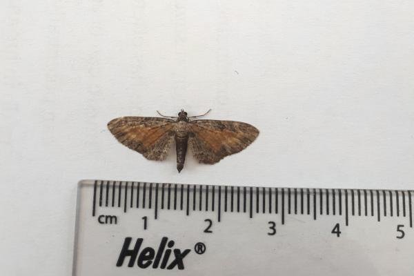Tawny Speckled Pug (Eupithecia icterata), adult. Framwellgate Moor, 18-08-2020. Copyright Christopher Blakey.