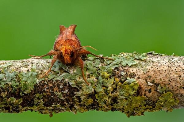 Lempke's Gold Spot (Plusia putnami), adult. Framwellgate Moor, 18-08-2020. Copyright Christopher Blakey.