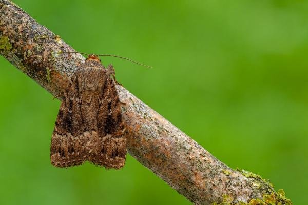 Copper Underwing agg. (Amphipyra pyramidea/berbera), adult. Framwellgate Moor, 18-08-2020. Copyright Christopher Blakey. Copper Underwing agg. (Amphipyra pyramidea/berbera), adult. Framwellgate Moor, 18-08-2020. Copyright Christopher Blakey.
