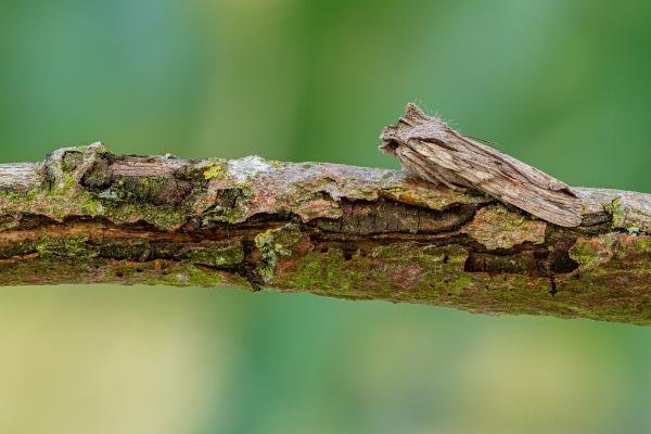 Blair's Shoulder-knot (Lithophane leautieri), adult. Framwellgate Moor, 06-10-2020. Copyright Christopher Blakey.