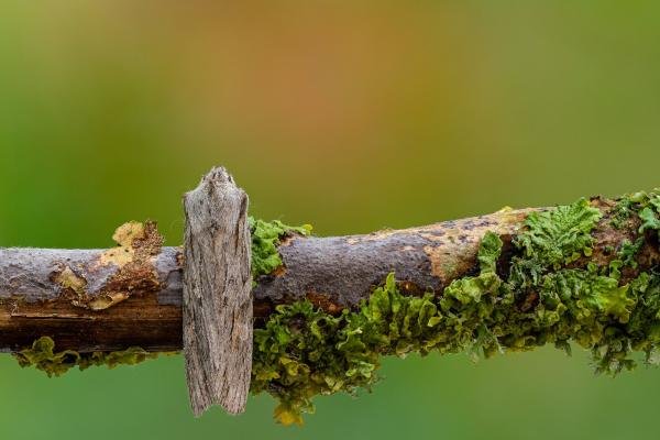 Blair's Shoulder-knot (Lithophane leautieri), adult. Framwellgate Moor, 21-10-2020. Copyright Christopher Blakey. Blair's Shoulder-knot (Lithophane leautieri), adult. Framwellgate Moor, 21-10-2020. Copyright Christopher Blakey.
