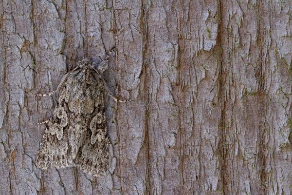 Early Grey (Xylocampa areola), adult. Framwellgate Moor, 21-03-2021. Copyright Christopher Blakey.