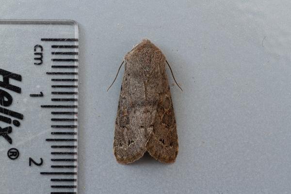 Lead-coloured Drab (Orthosia populeti), adult. Framwellgate Moor, 31-03-2021. Copyright Christopher Blakey. Lead-coloured Drab (Orthosia populeti), adult. Framwellgate Moor, 31-03-2021. Copyright Christopher Blakey.