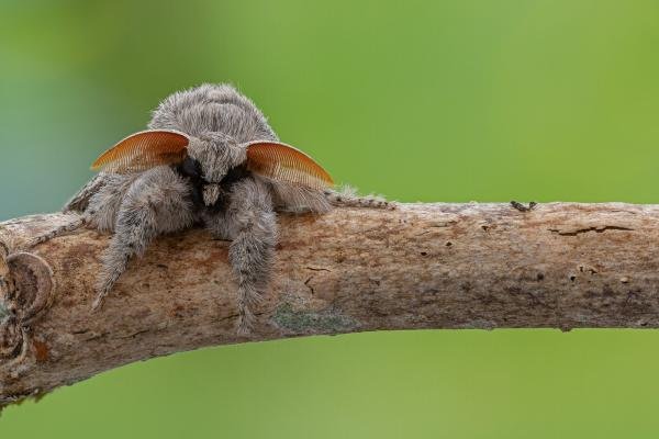 Pale Tussock (Calliteara pudibunda), adult. Framwellgate Moor, 10-05-2021. Copyright Christopher Blakey.