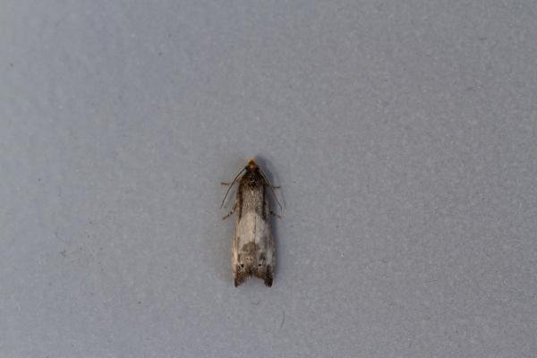 Notocelia cynosbatella, adult. Framwellgate Moor, 31-05-2021. Copyright Christopher Blakey. Notocelia cynosbatella, adult. Framwellgate Moor, 31-05-2021. Copyright Christopher Blakey.