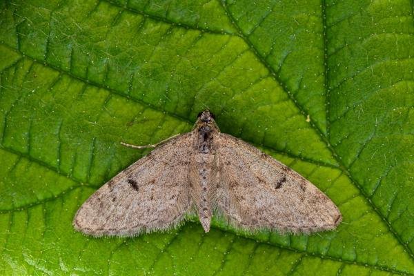 Ochreous Pug (Eupithecia indigata), adult. Framwellgate Moor, 01-06-2021. Copyright Christopher Blakey. Ochreous Pug (Eupithecia indigata), adult. Framwellgate Moor, 01-06-2021. Copyright Christopher Blakey.