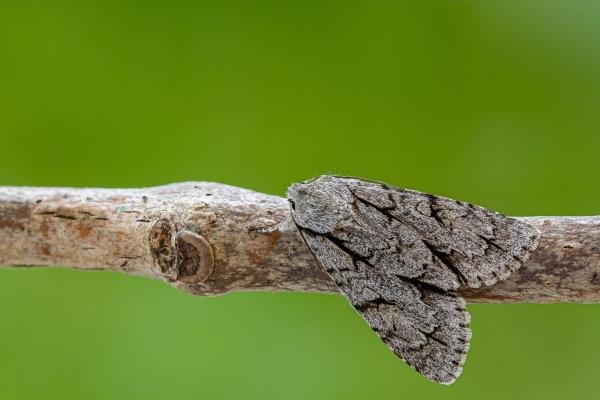 Dark Dagger / Grey Dagger (Acronicta tridens/psi), adult. Framwellgate Moor, 03-06-2021. Copyright Christopher Blakey.