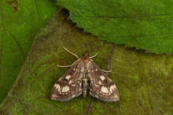 Anania coronata, adult. Framwellgate Moor, 06-06-2021. Copyright Christopher Blakey. Anania coronata, adult. Framwellgate Moor, 06-06-2021. Copyright Christopher Blakey.
