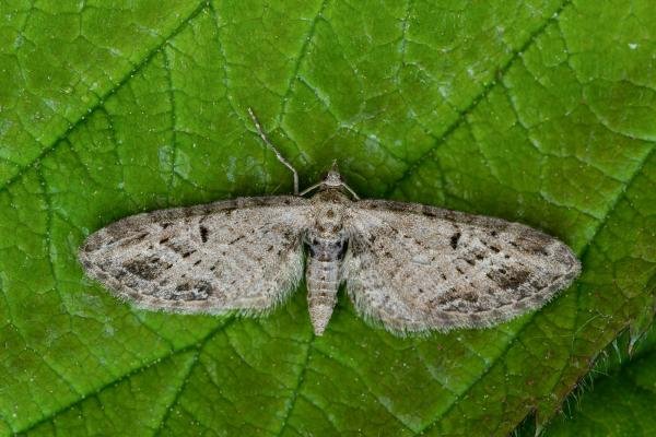 Mottled Pug (Eupithecia exiguata), adult. Framwellgate Moor, 09-06-2021. Copyright Christopher Blakey.