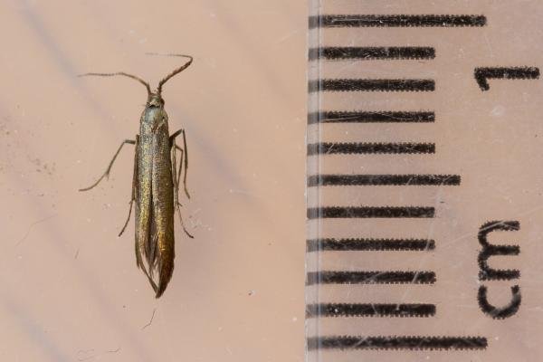 Coleophora mayrella, adult. Framwellgate Moor, 20-06-2021. Copyright Christopher Blakey. Coleophora mayrella, adult. Framwellgate Moor, 20-06-2021. Copyright Christopher Blakey.