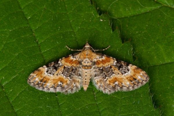 Foxglove Pug (Eupithecia pulchellata), adult. Framwellgate Moor, 24-06-2021. Copyright Christopher Blakey. Foxglove Pug (Eupithecia pulchellata), adult. Framwellgate Moor, 24-06-2021. Copyright Christopher Blakey.