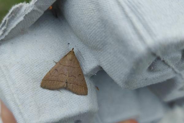 Fan-foot (Herminia tarsipennalis), adult. Framwellgate Moor, 07-07-2021. Copyright Christopher Blakey. Fan-foot (Herminia tarsipennalis), adult. Framwellgate Moor, 07-07-2021. Copyright Christopher Blakey.