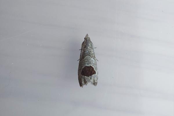 Bramble Shoot Moth (Notocelia uddmanniana), adult. Framwellgate Moor, 07-07-2021. Copyright Christopher Blakey. Bramble Shoot Moth (Notocelia uddmanniana), adult. Framwellgate Moor, 07-07-2021. Copyright Christopher Blakey.