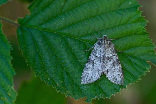 Grey Arches (Polia nebulosa), adult. Taken outside Durham (Mid Perthshire), 25-07-2021. Copyright Christopher Blakey. Grey Arches (Polia nebulosa), adult. Taken outside Durham (Mid Perthshire), 25-07-2021. Copyright Christopher Blakey.