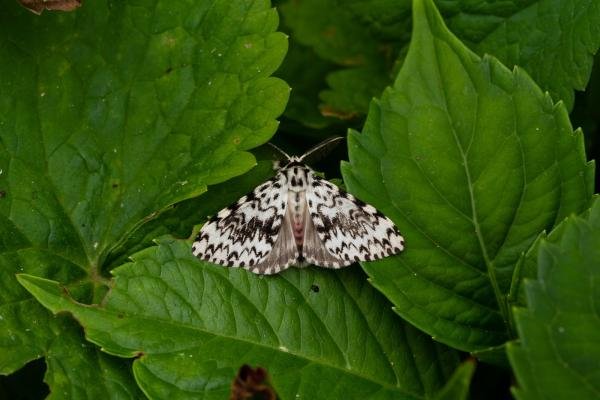 Black Arches (Lymantria monacha), adult. Taken outside Durham (West Sussex), 18-08-2021. Copyright Christopher Blakey. Black Arches (Lymantria monacha), adult. Taken outside Durham (West Sussex), 18-08-2021. Copyright Christopher Blakey.