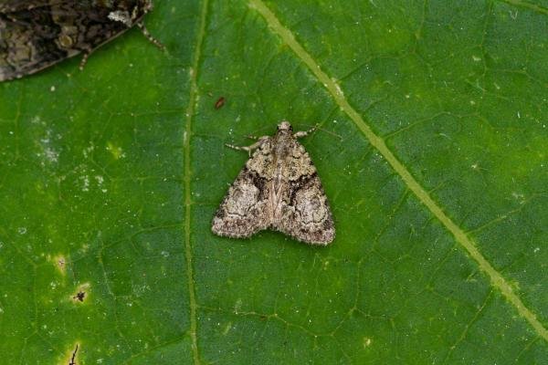 Tree-lichen Beauty (Cryphia algae), adult. Taken outside Durham (West Sussex), 18-08-2021. Copyright Christopher Blakey. Tree-lichen Beauty (Cryphia algae), adult. Taken outside Durham (West Sussex), 18-08-2021. Copyright Christopher Blakey.