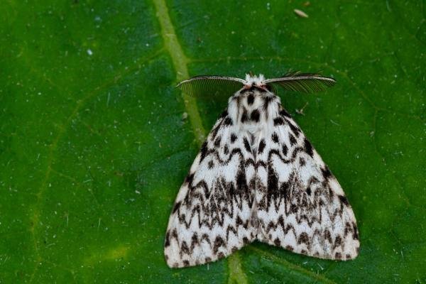 Black Arches (Lymantria monacha), adult. Taken outside Durham (West Sussex), 20-08-2021. Copyright Christopher Blakey. Black Arches (Lymantria monacha), adult. Taken outside Durham (West Sussex), 20-08-2021. Copyright Christopher Blakey.