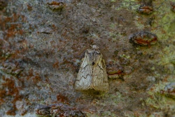 Pale Eggar (Trichiura crataegi), adult. Taken outside Durham (West Sussex), 08-09-2021. Copyright Christopher Blakey. Pale Eggar (Trichiura crataegi), adult. Taken outside Durham (West Sussex), 08-09-2021. Copyright Christopher Blakey.
