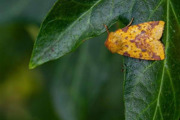 Pink-barred Sallow (Xanthia togata), adult. Framwellgate Moor, 16-09-2021. Copyright Christopher Blakey. Pink-barred Sallow (Xanthia togata), adult. Framwellgate Moor, 16-09-2021. Copyright Christopher Blakey.